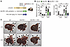 Improved effects of anti–PD-1 antibody treatment in combination with HA syn