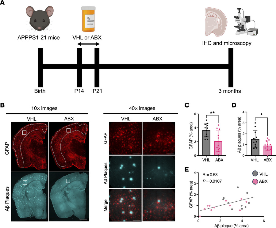 ABX-mediated GBM perturbation reduces GFAP+ astrocytes and Aβ plaques in...