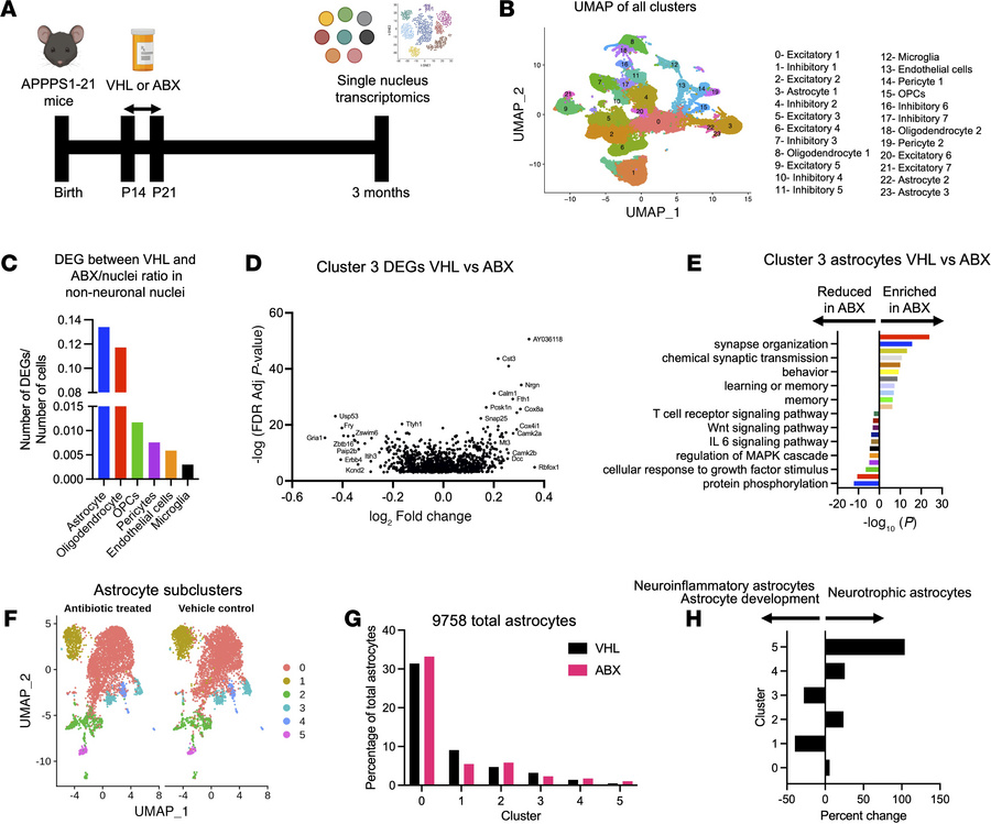 snRNA-Seq reveals changes in astrocytic transcription and subclusters up...