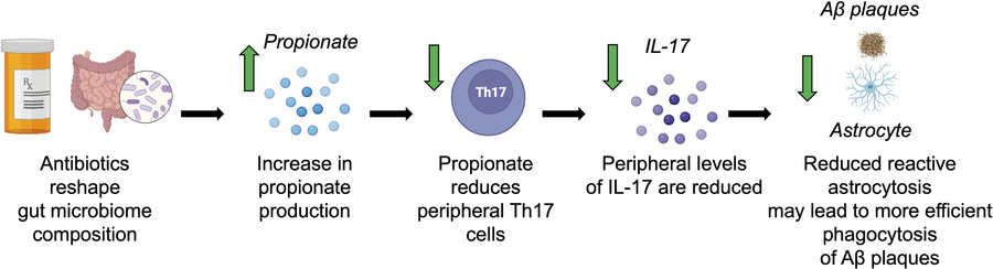 Hypothesis of ABX-mediated GBM control of reactive astrocytosis and amyl...
