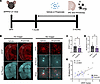 Exogenous propionate treatment reduces GFAP+ astrocytes and Aβ plaques in m