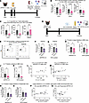ABX and propionate treatments reduce peripheral Th17 cells and IL-17 levels