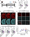 Propionate-induced reductions in GFAP+ reactive astrocytosis and Aβ amyloid