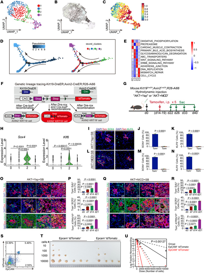 WNT-activated cells constitute a TIC population in mouse ICC.
(A) UMAP p...
