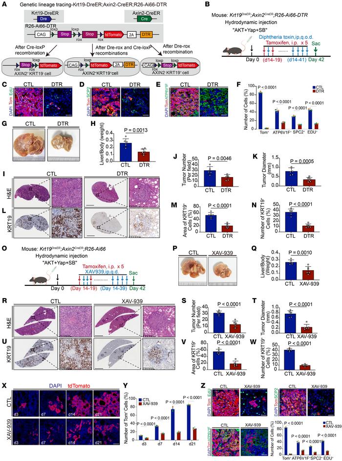 WNT-activated cells and WNT/β-catenin signaling are responsible for muri...