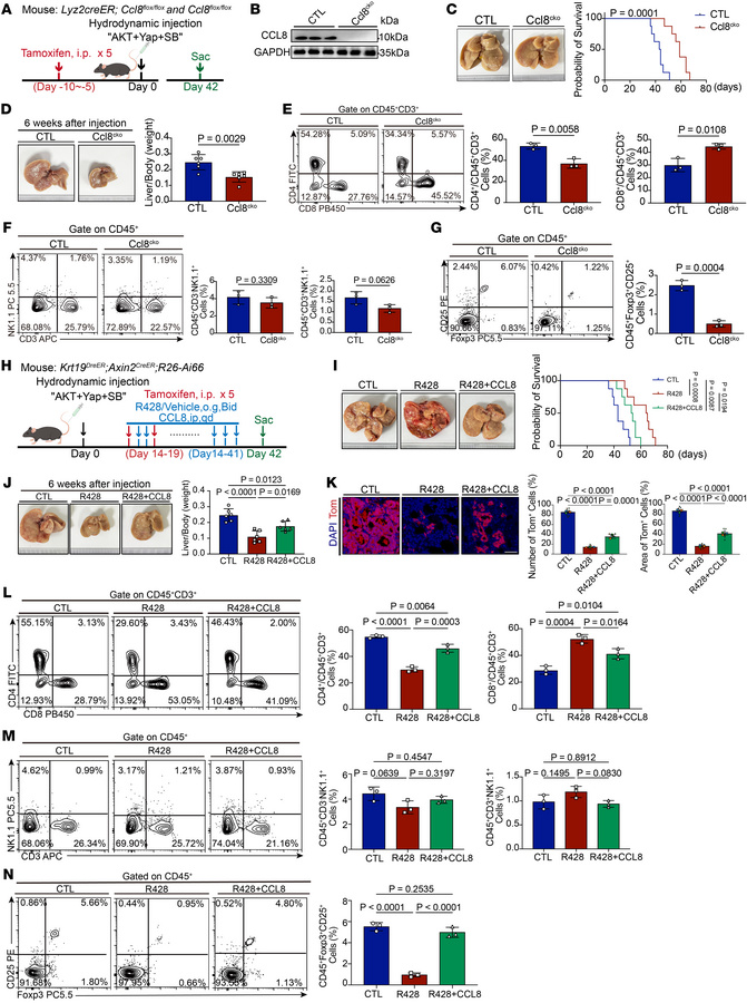CCL8 is the downstream mediator of AXL/MERTK signaling in Reg-TAMs.
(A) ...