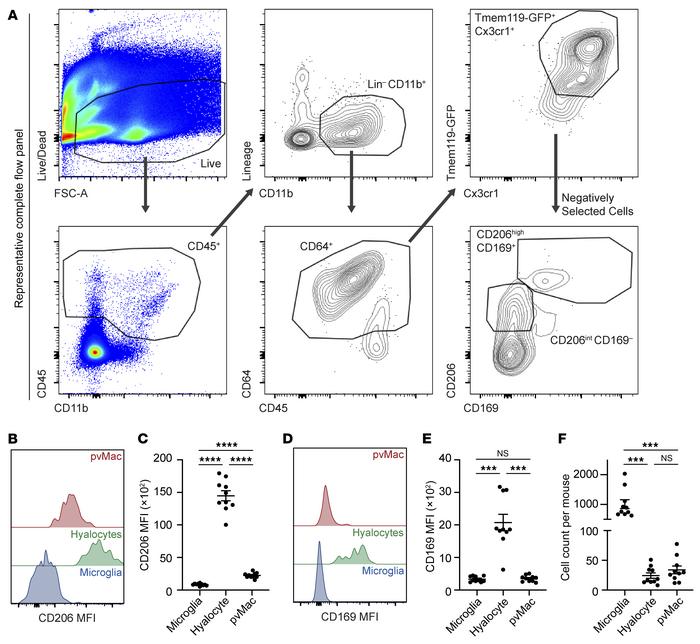 Flow cytometric identification of retinal macrophage heterogeneity.
(A) ...