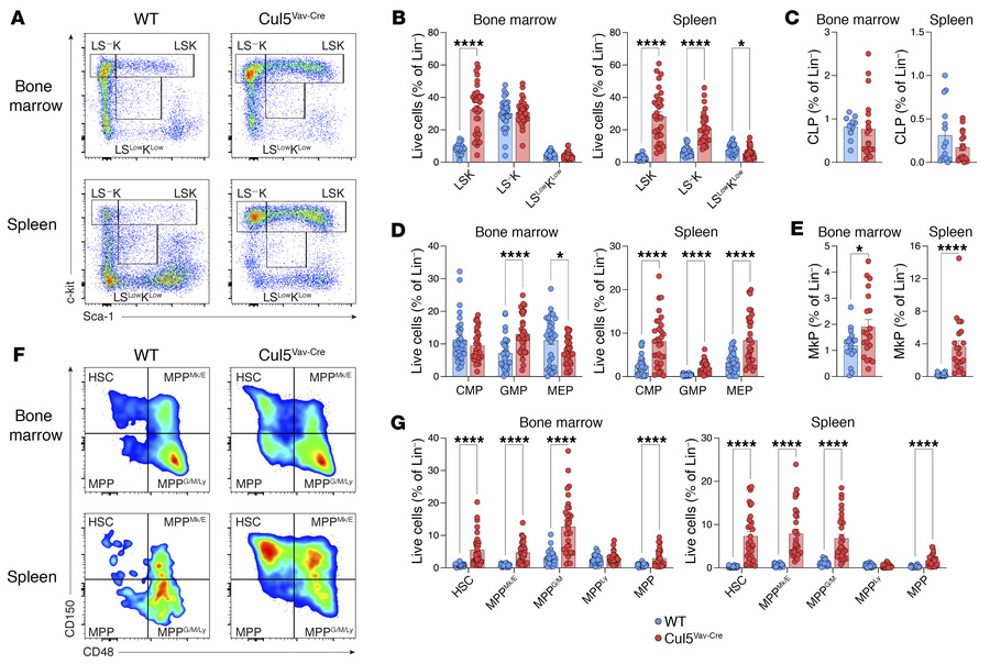 Cul5 regulates HSPC proportions.
(A) Representative flow plots of lineag...