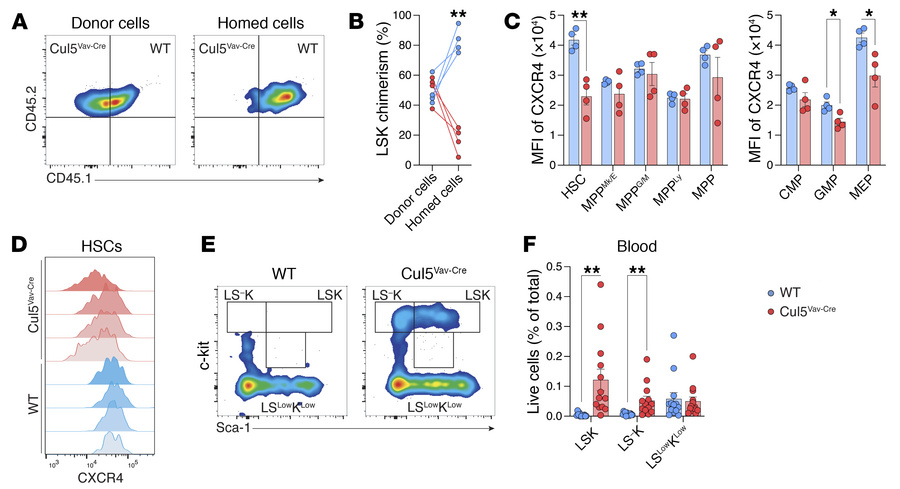 Cul5-deficient LSKs have bone marrow homing impairment.
(A) Representati...