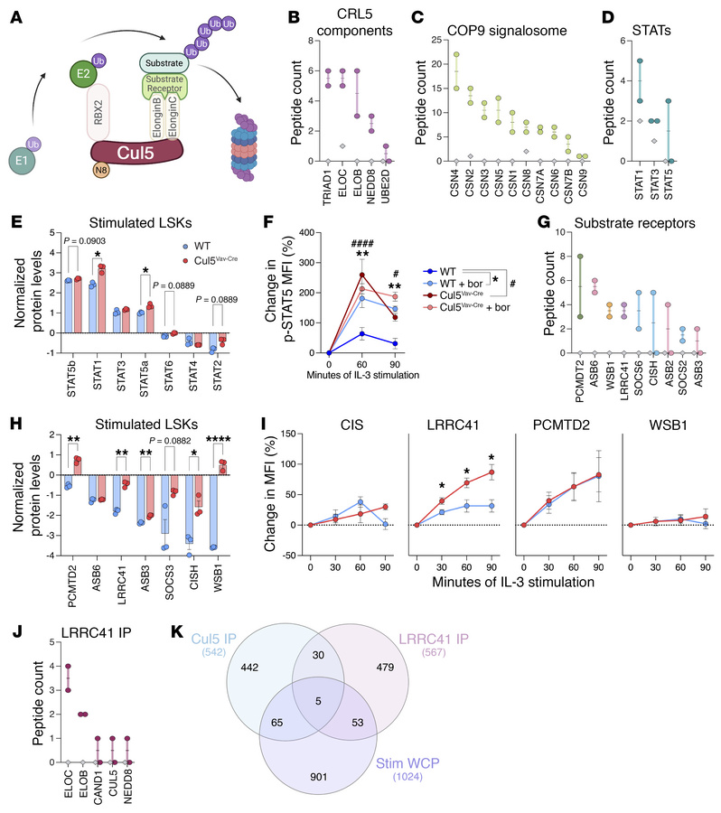Cul5 binds STAT5 and LRRC41 in hematopoietic cells.
(A) Depiction of CRL...
