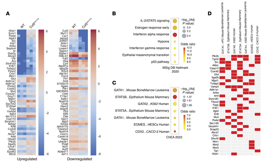 Cul5Vav-Cre LSKs have increased STAT5 target protein abundance.
(A) Top ...