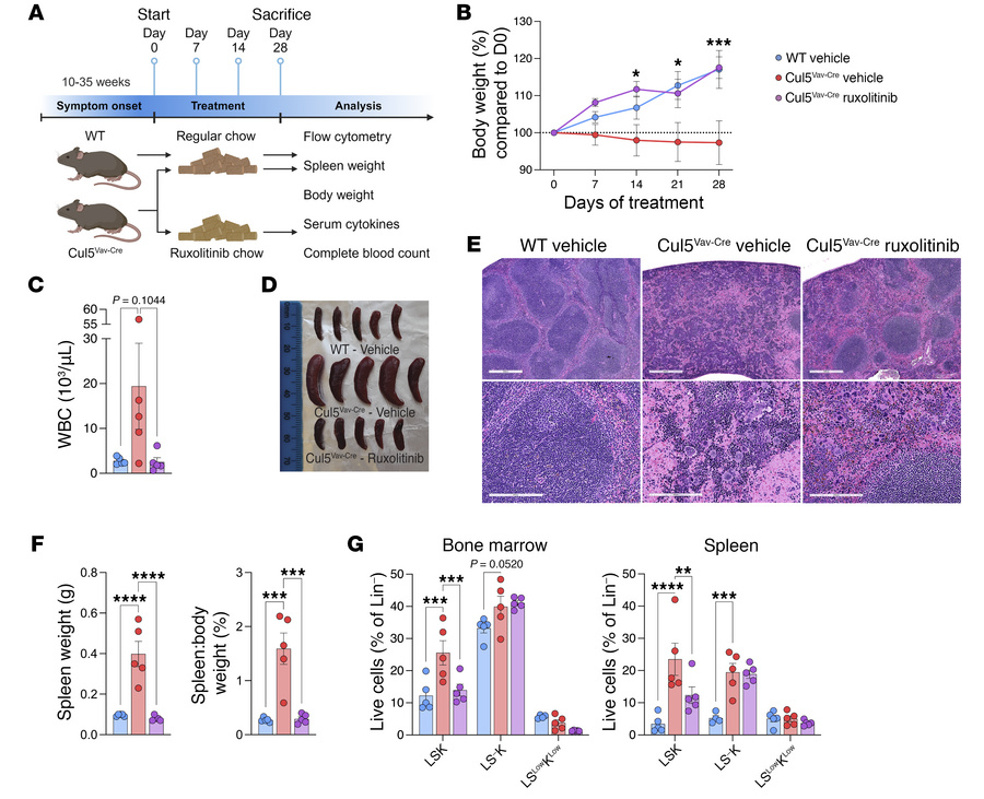 Ruxolitinib treatment normalizes hematopoiesis in Cul5Vav-Cre mice.
(A) ...