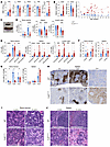 Cul5Vav-Cre mice have lineage-biased hematopoiesis.