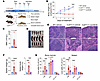 Ruxolitinib treatment normalizes hematopoiesis in Cul5Vav-Cre mice.