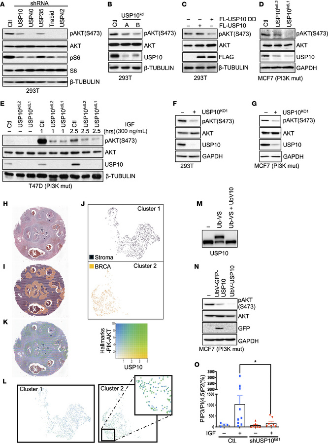 USP10 is a regulator of PI3K signaling in breast cancer.
(A) Immunoblot ...