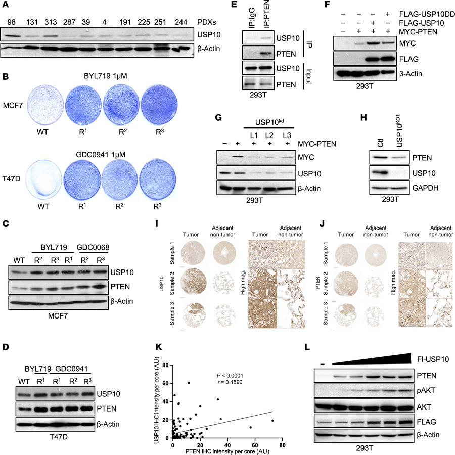 USP10 binds PTEN and regulates its protein expression.
(A) Whole-cell ly...