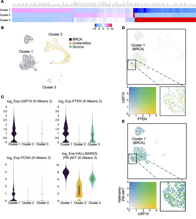 USP10 expression correlates with upregulation of PTEN and PI3K pathway s...
