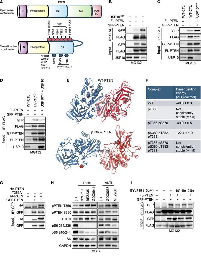 PI3Kis induce PTEN T366 phosphorylation, regulating its dimerization.
(A...
