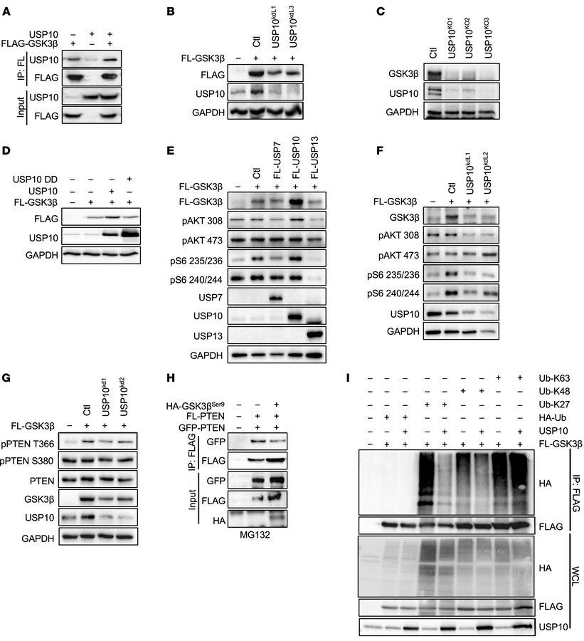 USP10 stabilizes GSK3β to regulate downstream PI3K signaling.
(A) Co-IP ...