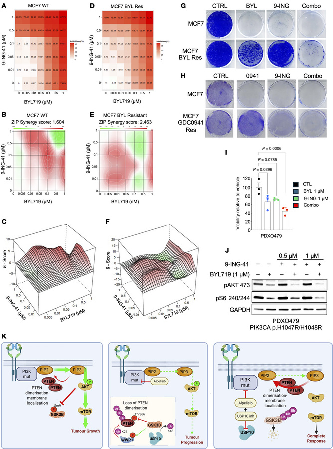 GSK3β inhibition resensitizes PI3Ki-resistant cells to PI3Kis.
(A) A dos...