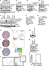 USP10 is a regulator of PI3K signaling in breast cancer.