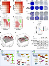 GSK3β inhibition resensitizes PI3Ki-resistant cells to PI3Kis.