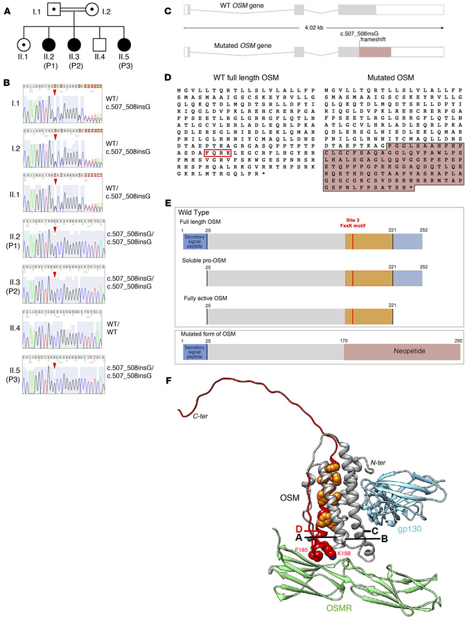 Identification of a homozygous OSM mutation in the patients.
(A) Family ...
