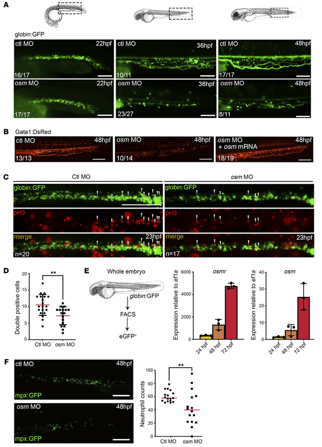 
Osm-morphants show erythropoiesis defect.
(A) globin:GFP embryos were i...