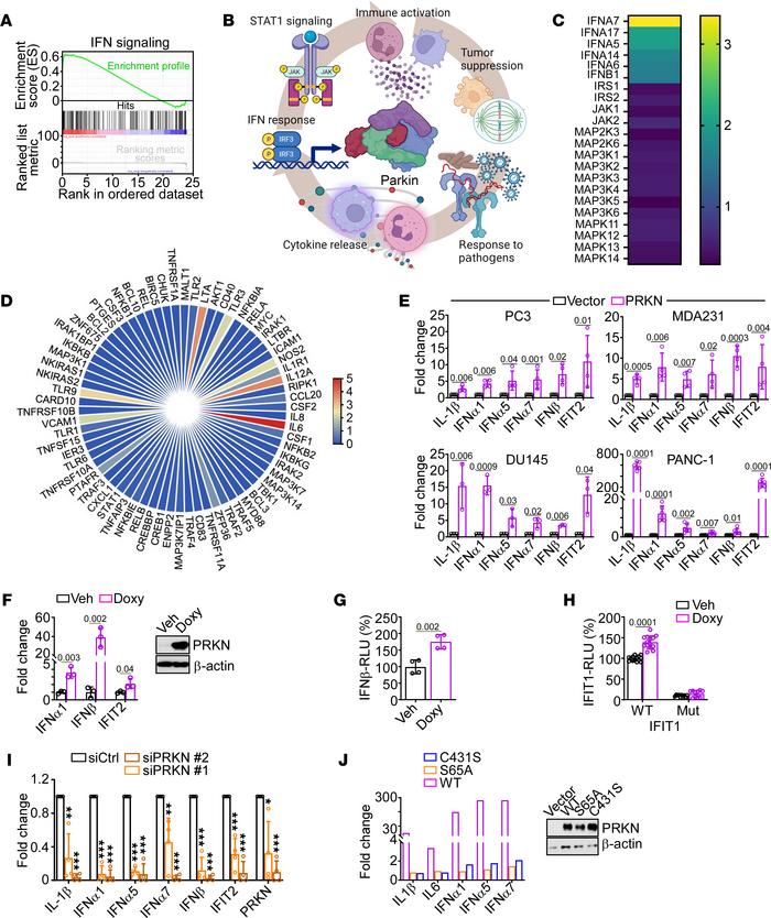 PRKN IFN response in cancer.
(A) PC3 cells were transfected with vector ...