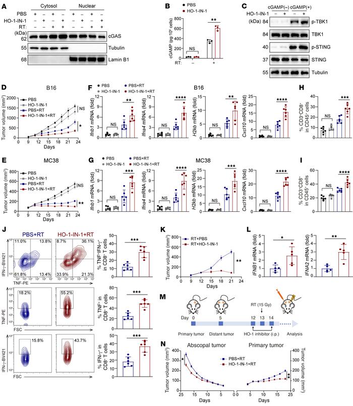 HO-1 inhibitor enhances the efficacy and abscopal effect of RT in vivo.
...