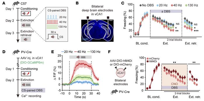 Long-term extinction promotion induced by low-gamma DBS depends on the a...