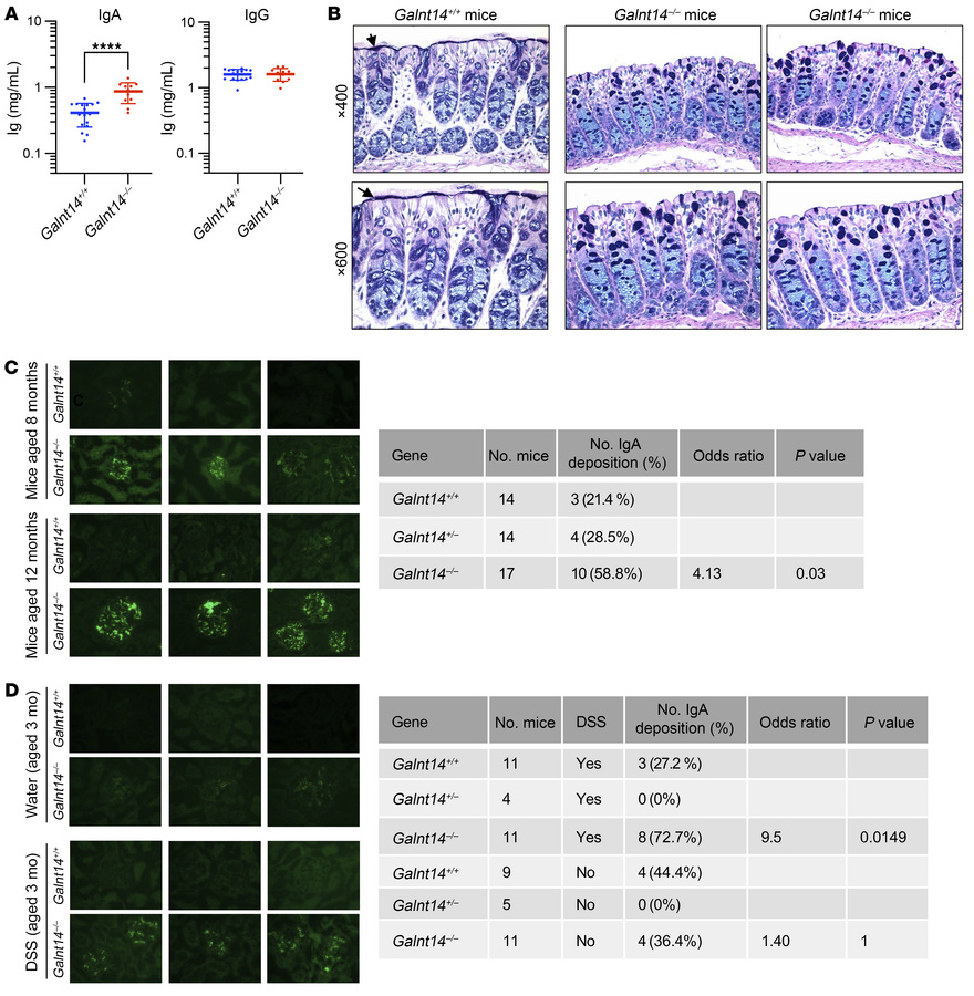 Elevated IgA in the serum and deposition of IgA in the kidneys of Galnt1...