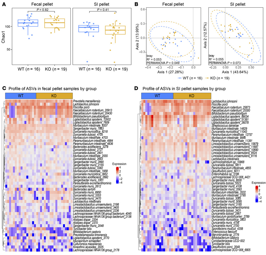 Microbiome analysis of the fecal pellets and the small intestine demonst...