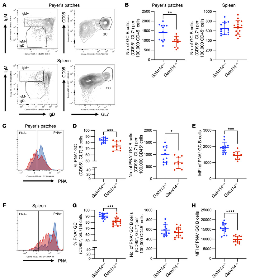 Analysis of PNA staining on the germinal center B cells in the Payer’s p...