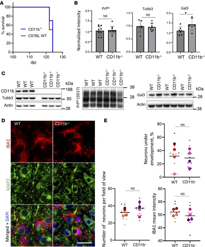 Analysis of neuronal envelopment in CD11b–/– mice.
(A) Incubation time t...