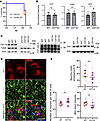 Analysis of neuronal envelopment in CD11b–/– mice.