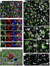 Reactive microglia in cortexes of prion-infected mice envelop neuronal soma
