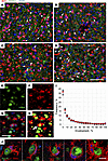 The vast majority of neurons are only partially enveloped.