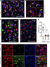 Neurons undergoing envelopment lack apoptotic markers.