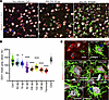 A decline in neuronal levels of Grin1 with disease progression.