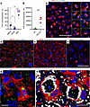 PrPSc colocalizes with reactive microglia.