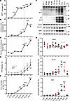 Time course of PrPSc uptake, neuronal envelopment, and microglia proliferat