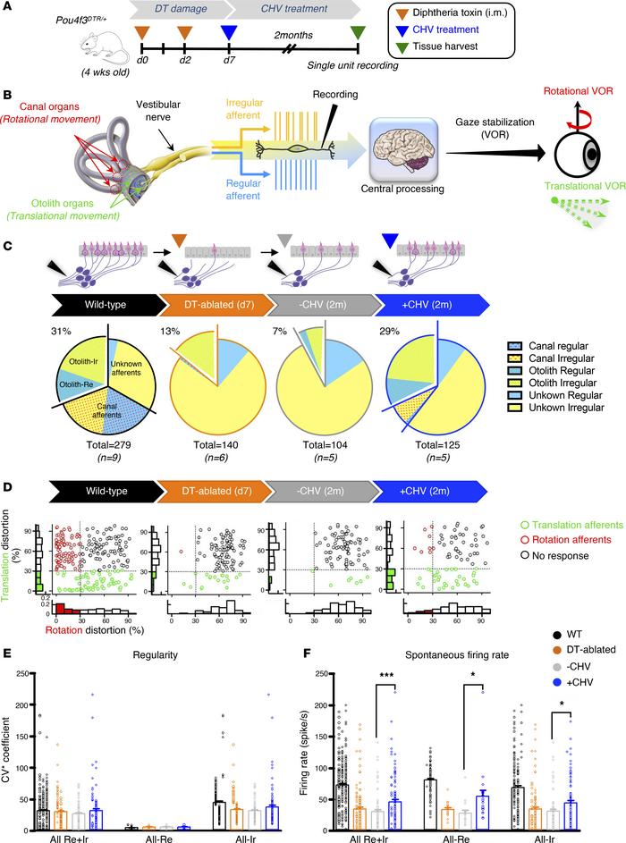 CHV treatment restores vestibular afferent activity in DT-ablated mice.
...
