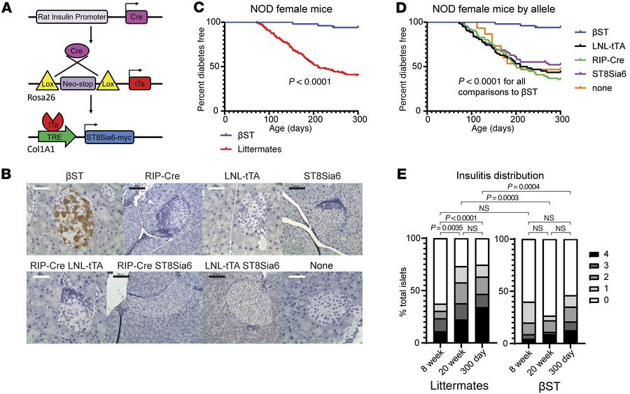 Expression of ST8Sia6 in the islets of NOD female mice protects from spo...