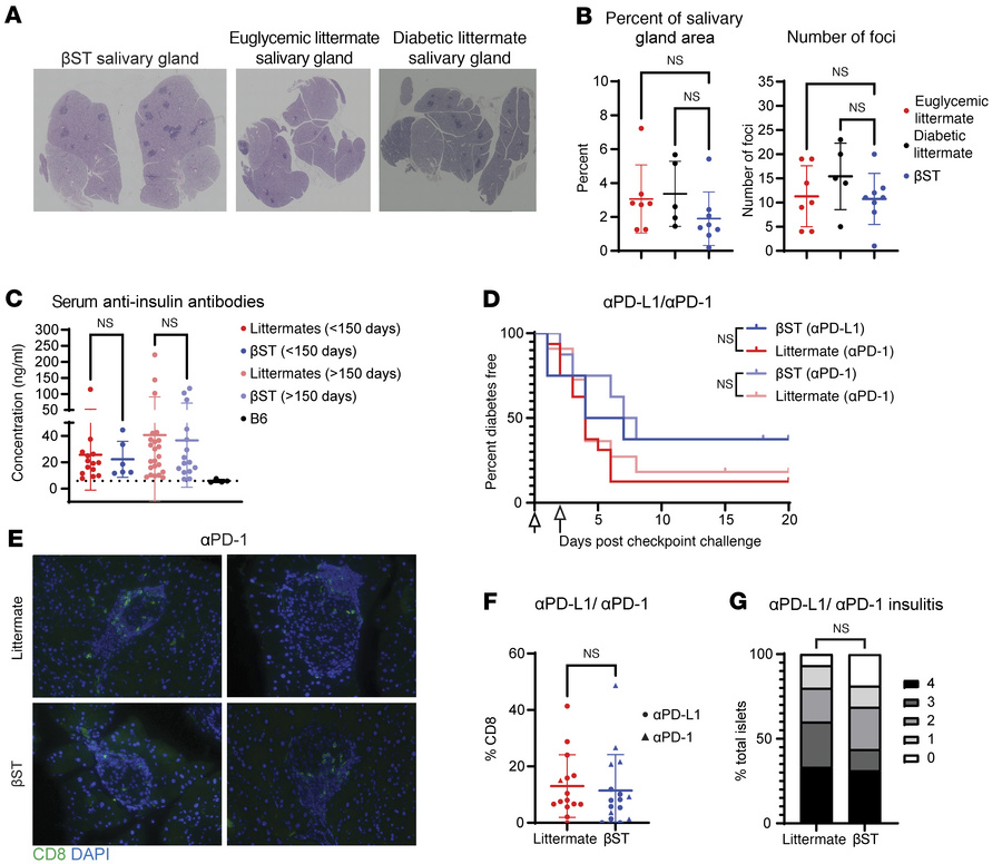 Protection from autoimmunity in βST mice is localized to the islet and p...