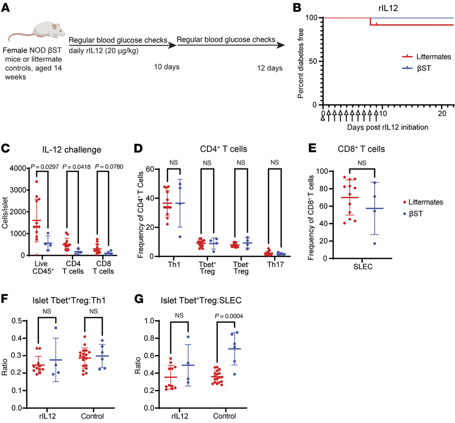 NOD βST mice challenged with recombinant IL-12 demonstrate increased isl...