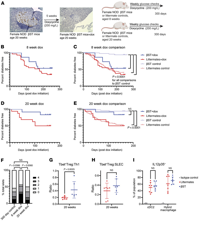 Tolerance from disease is established after 20 weeks.
(A) Confirmation o...