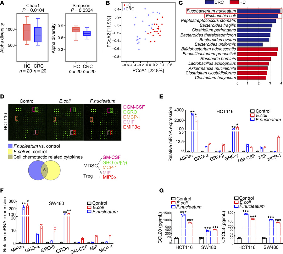 
F. nucleatum and E. coli stimulated cytokine secretion in CRC cells.
(A...