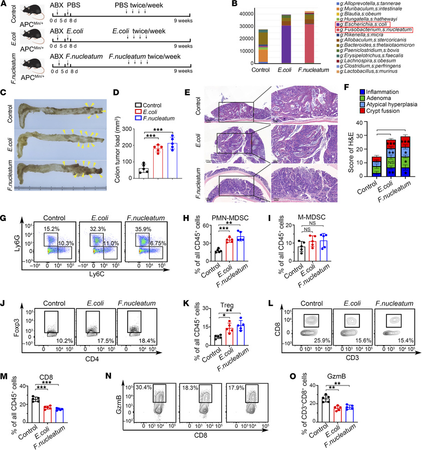 
F. nucleatum and E. coli mediate immunosuppressive microenvironment in ...
