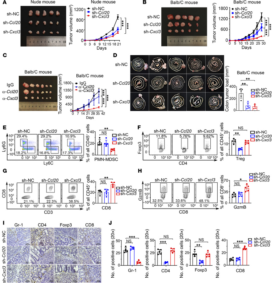 Knockdown CXCL3 inhibits tumor growth by preventing PMN-MDSC accumulatio...
